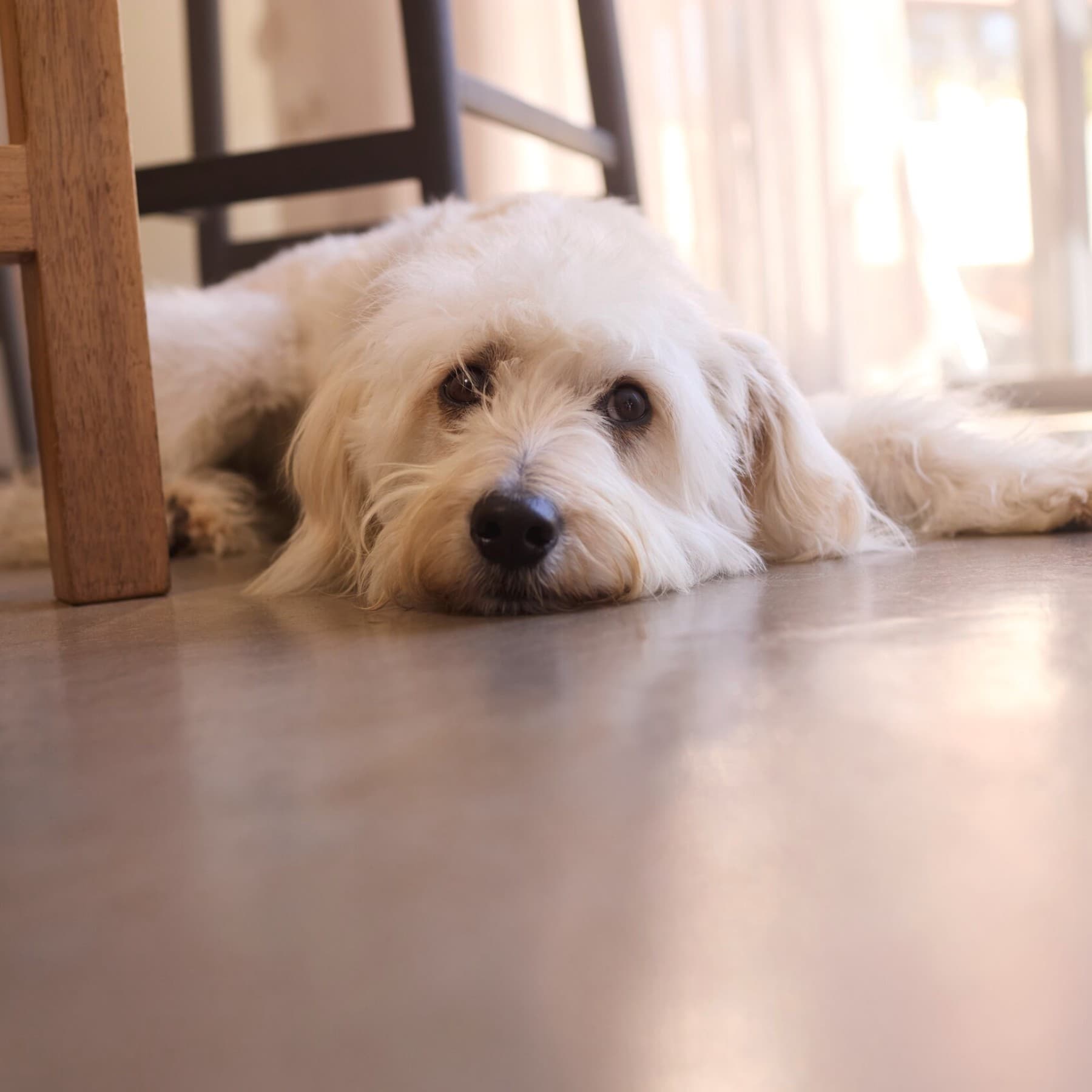 Hund liggende på det kølige gulv i huset