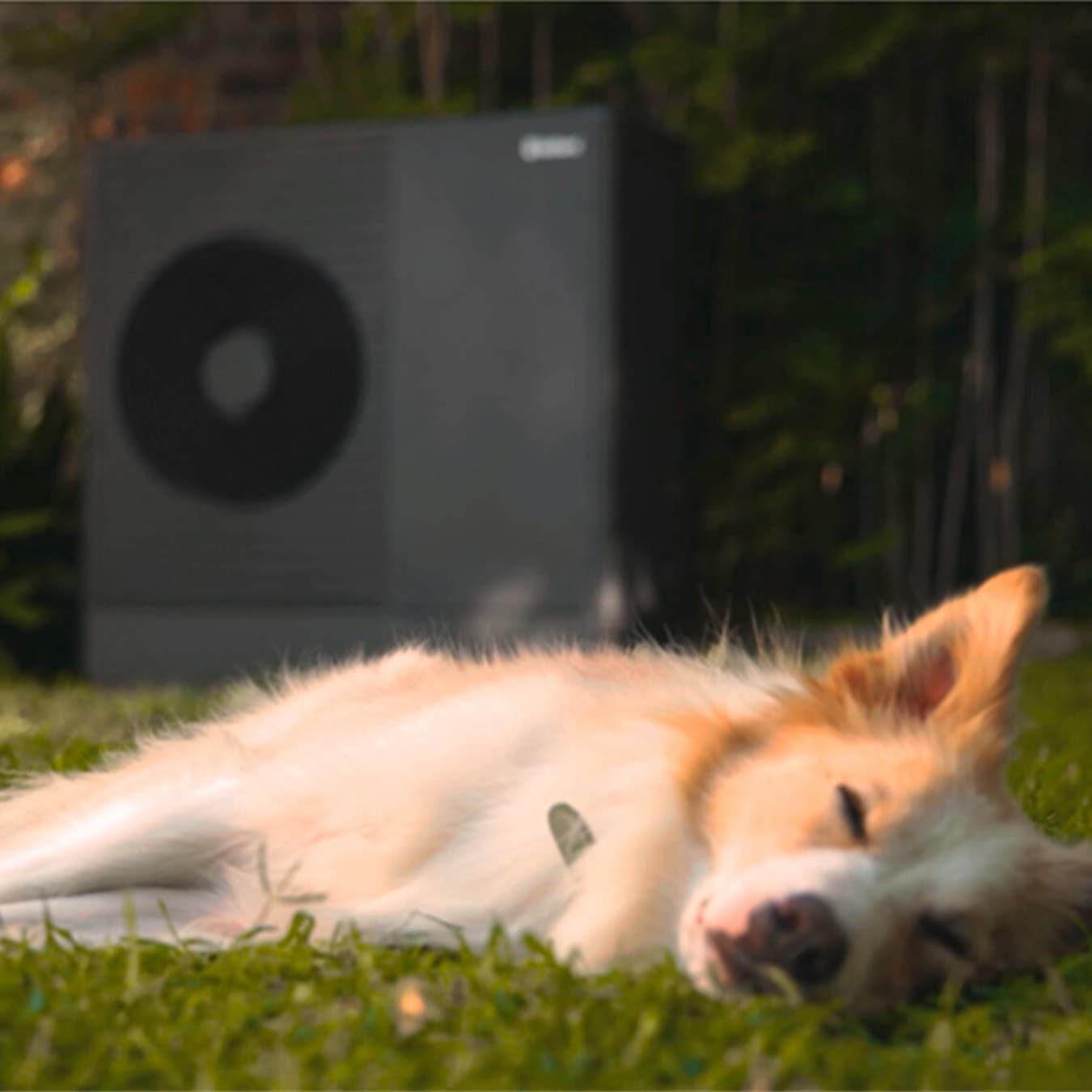 Hund sover tæt på varmepumpe