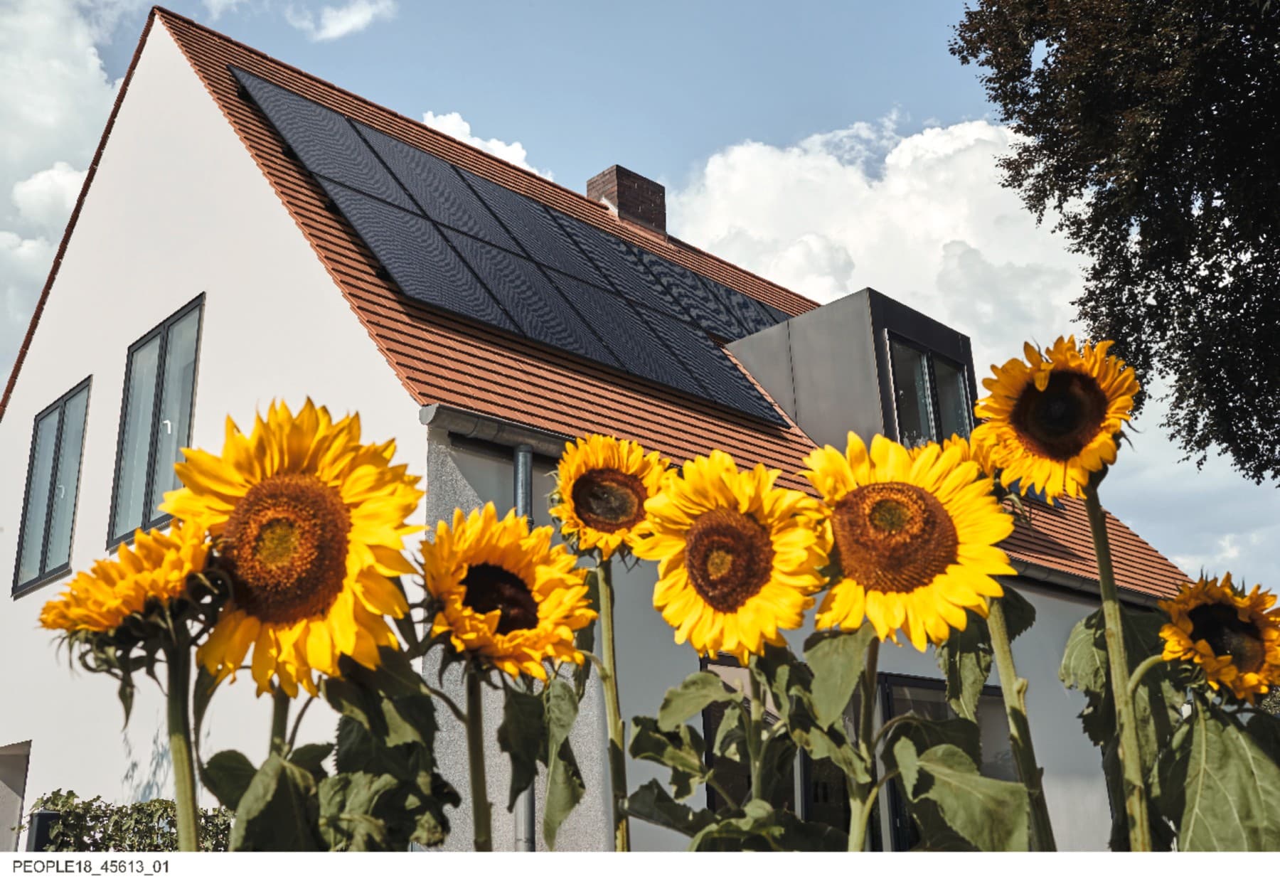 Et hus står bag store solsikker. Der er installeret solceller på taget for at udnytte solenergi til elektricitet.